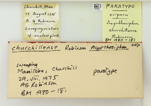 Acyrthosiphon churchillense Robinson, 1979 - 014763061_112427_1092600_157743_Type