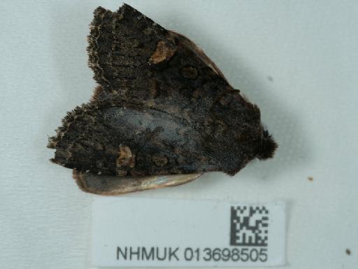 Dryobota labecula (Esper, 1788) - 013698505_2