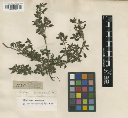 Heliotropium paronychioides A.DC. - BM001125157