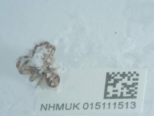 Xysticus sabulosus (Hahn, 1832) - 015111513_4
