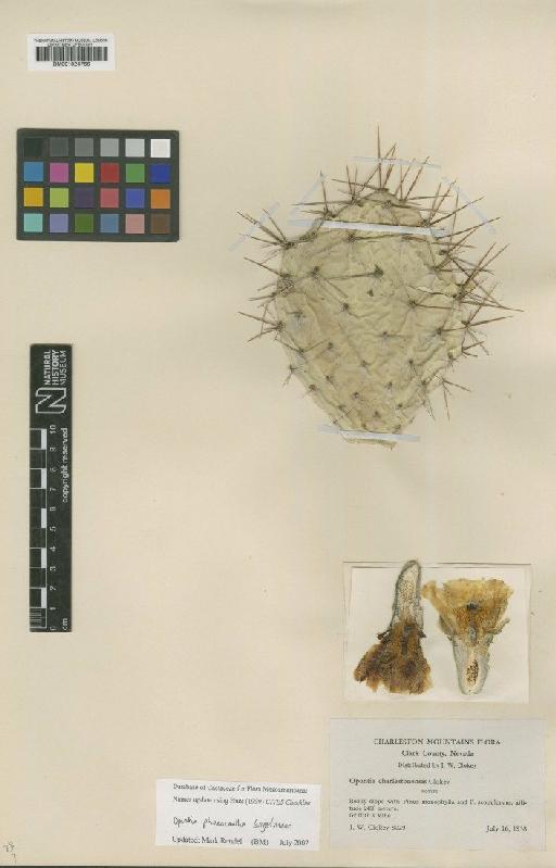 Opuntia phaeacantha Engelm. - BM001024766