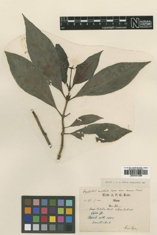 Psychotria monticola var. minor Craib - BM000945369