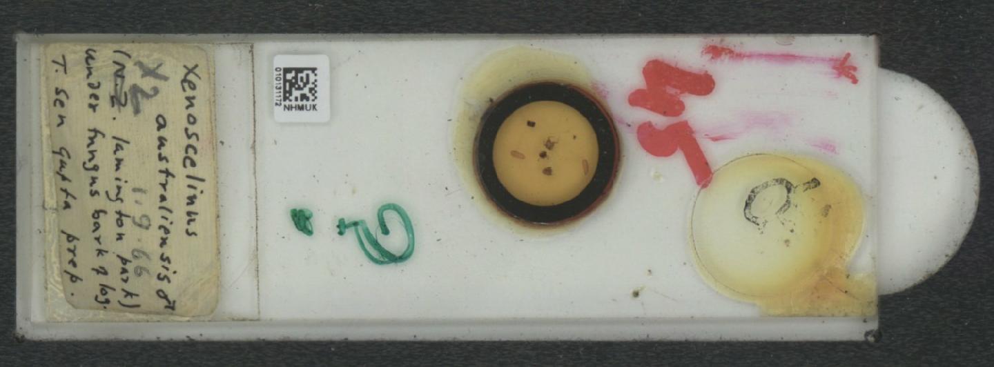 Cathartocryptus thumbnail