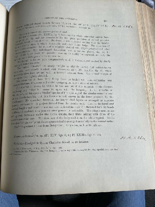 Hemipodus magellanicus McIntosh, 1885 - Challenger Polychaete Scans of Book 217
