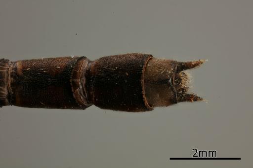 Lestes dorothea Fraser, 1924 - 012500338_Lestes_dorothea_Primary_genitalia_Dorsal_Allotype