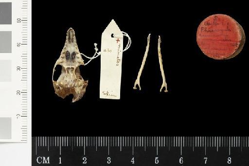 Phascogale swainsonii mimetes Thomas, 1924 - 1924.10.1.1_Skull_Ventral