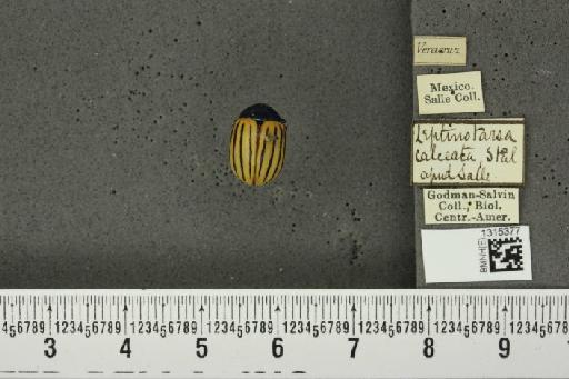 Leptinotarsa calceata Stål, 1858 - BMNHE_1315377_14906