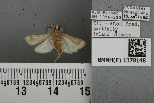 Prionapteryx rubrifusalis (Hampson, 1919) - BMNH(E) 1378148 Surattha rubrifusalis Hampson ventral & labels