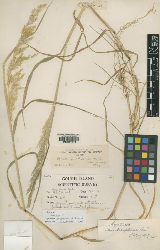 Agrostis goughensis C.E.Hubb. - BM000617979
