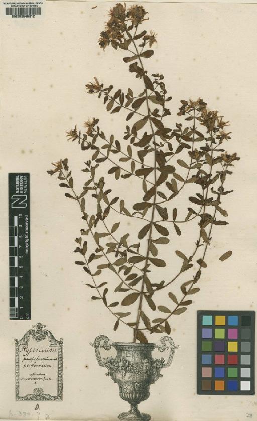 Hypericum perforatum L. - BM000646812