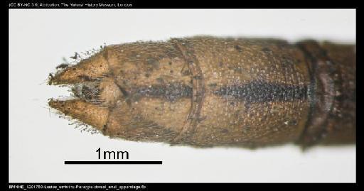 Lestes umbrinus Selys, 1891 - BMNHE_1201780-Lestes_umbrina-Paratype-dorsal_anal_appendage-5x