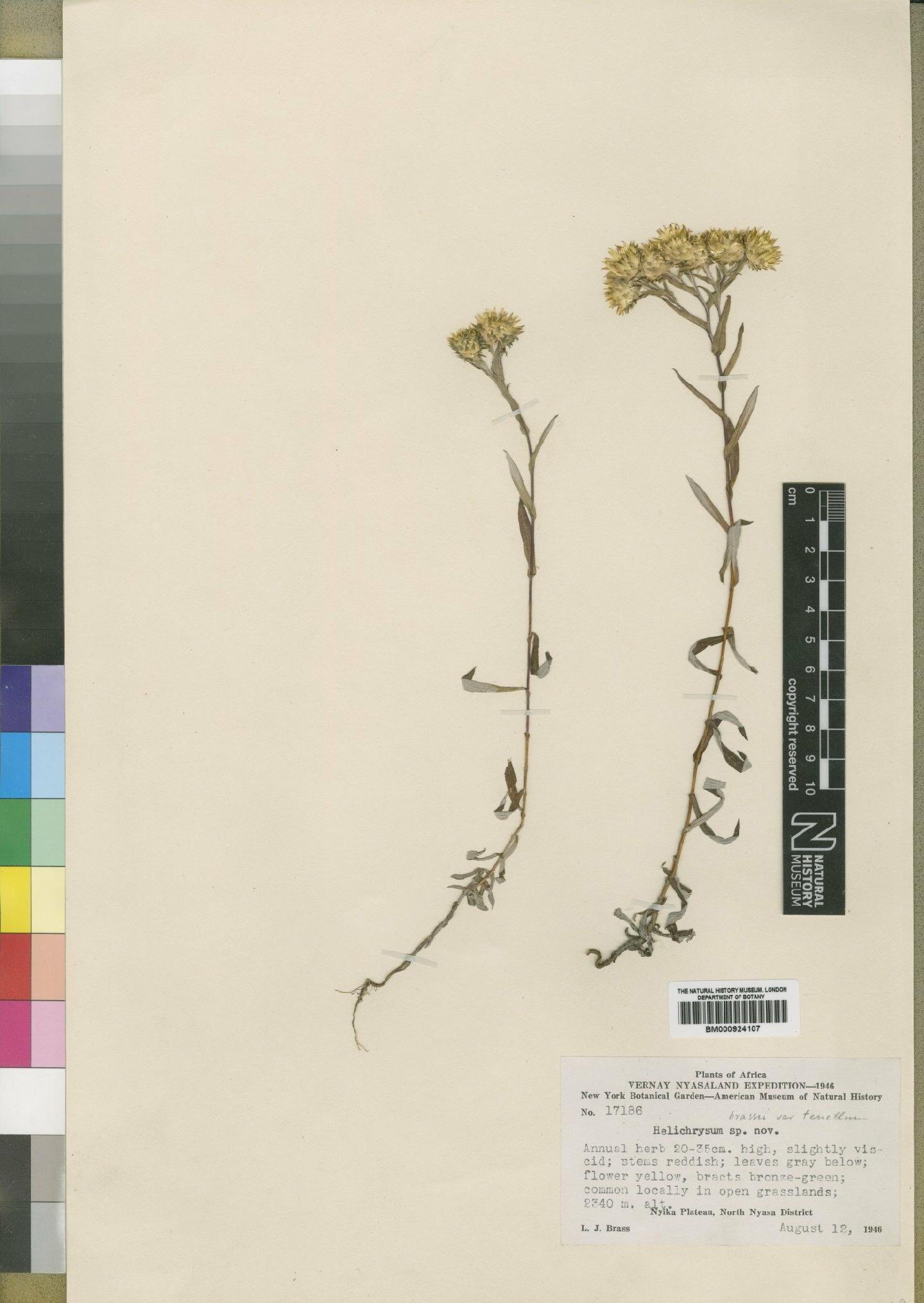 To NHMUK collection (Helichrysum brassii Brenan; Type; NHMUK:ecatalogue:4529135)