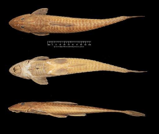 Loricariichthys castaneus (Castelnau, 1855) - BMNH 1929.2.1.28, Loricariichthys castaneus