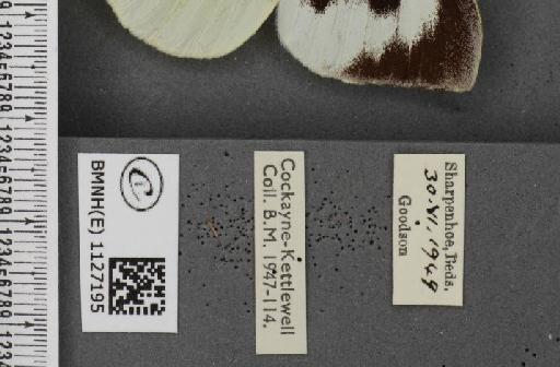 Pieris brassicae ab. fasciata Kiefer, 1918 - BMNHE_1127195_label_84316