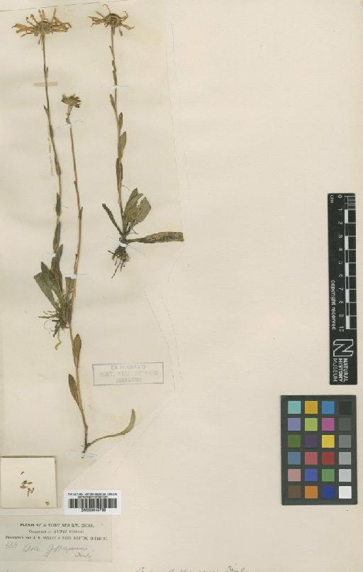 Aster jeffreyanus Diels - BM000945763