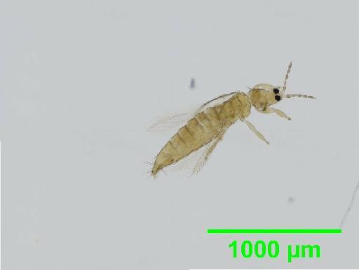 Thrips tabaci Lindeman, 1889 - 010154461__2015_11_25_s2