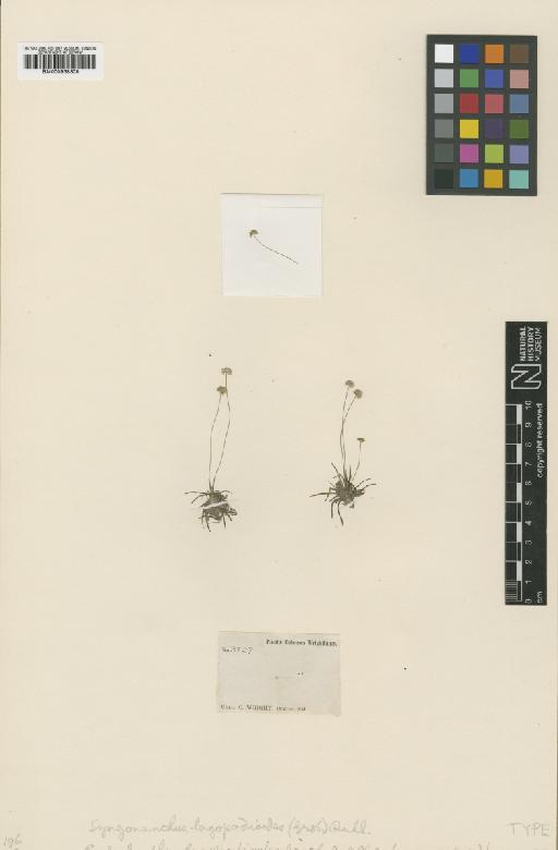 Syngonanthus lagopodioides (Griseb.) Ruhland - BM000938308