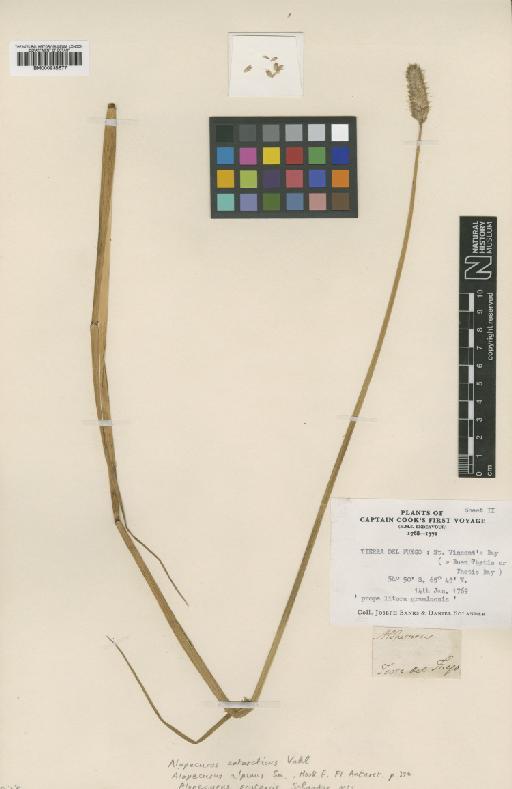 Alopecurus antarcticus Vahl - BM000938577