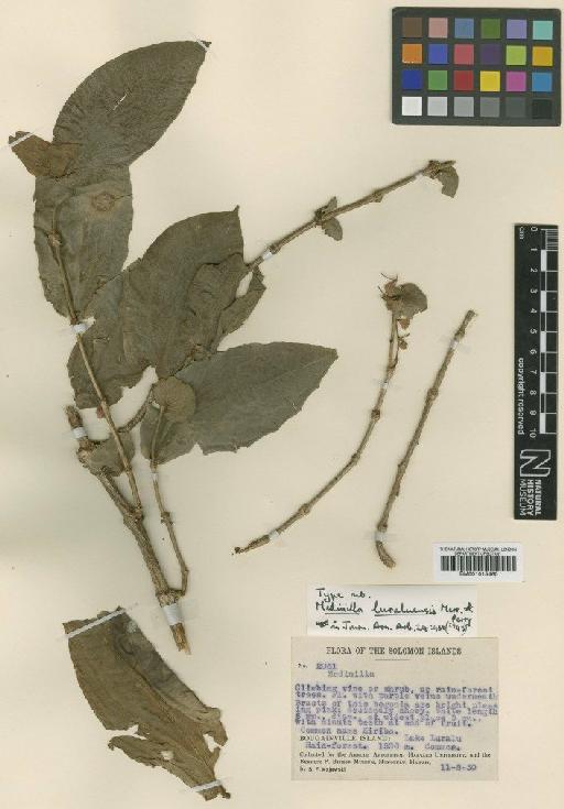 Medinilla luraluensis Merr. & L.M.Perry - BM001015460