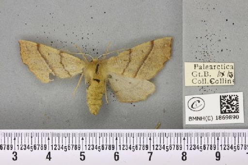 Colotois pennaria (Linnaeus, 1761) - BMNHE_1869890_454788