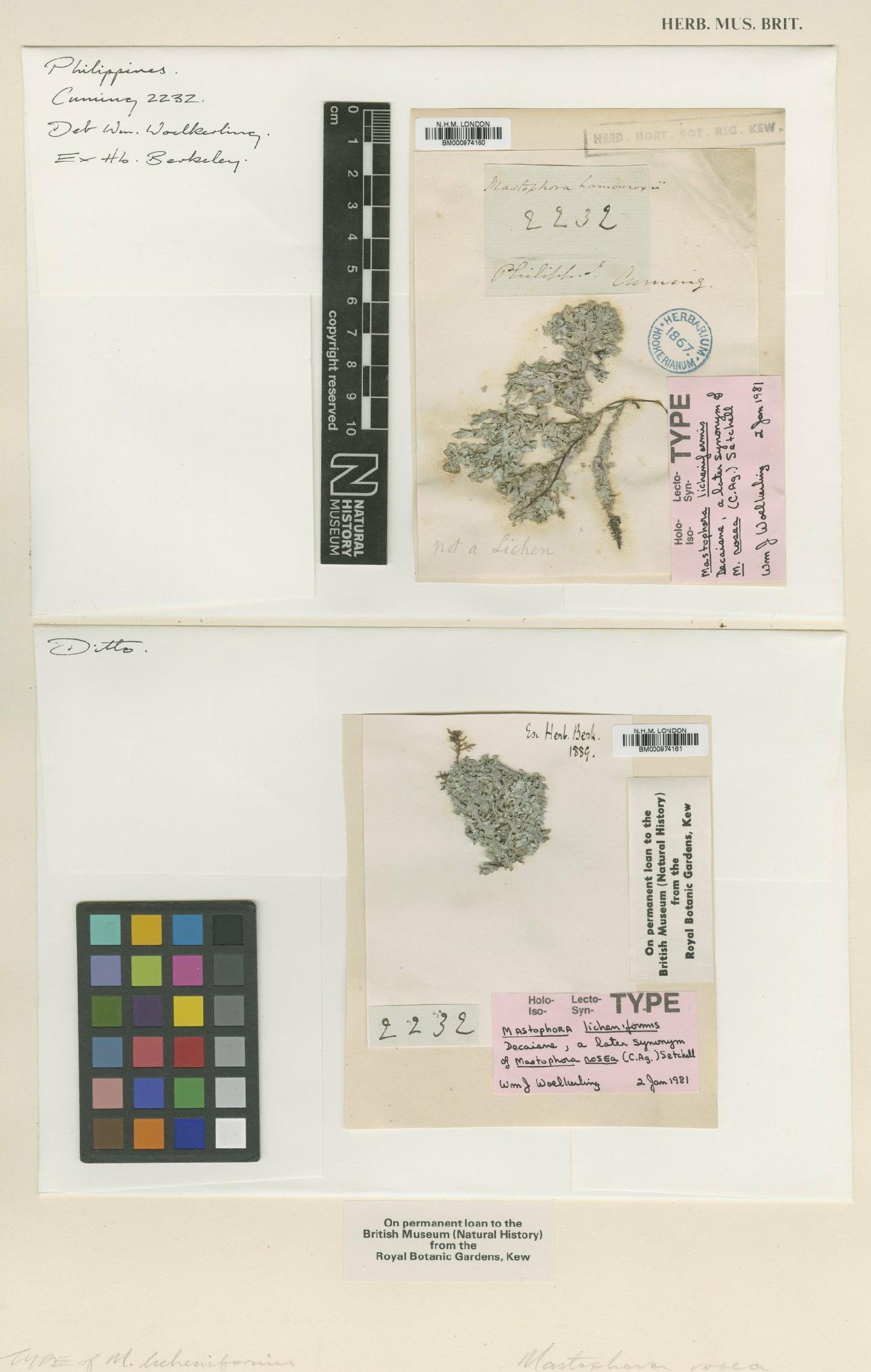 To NHMUK collection (Mastophora rosea (C.Agardh) Setch.; Type; NHMUK:ecatalogue:724138)