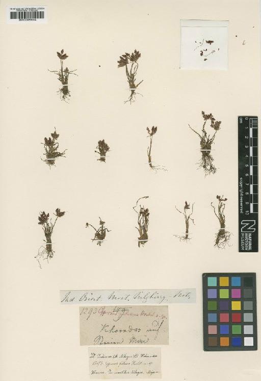 Cyperus teneriffae Poir. - BM000959004