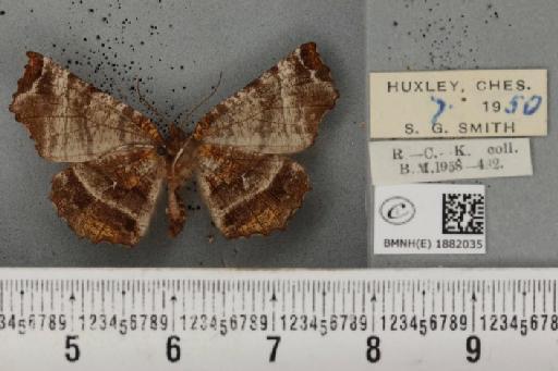 Selenia dentaria ab. fulvopustulata Smith, 1949 - BMNHE_1882035_447768