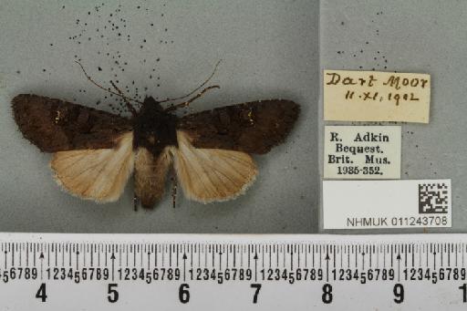 Aporophyla nigra (Haworth, 1809) - NHMUK_011243708_644834