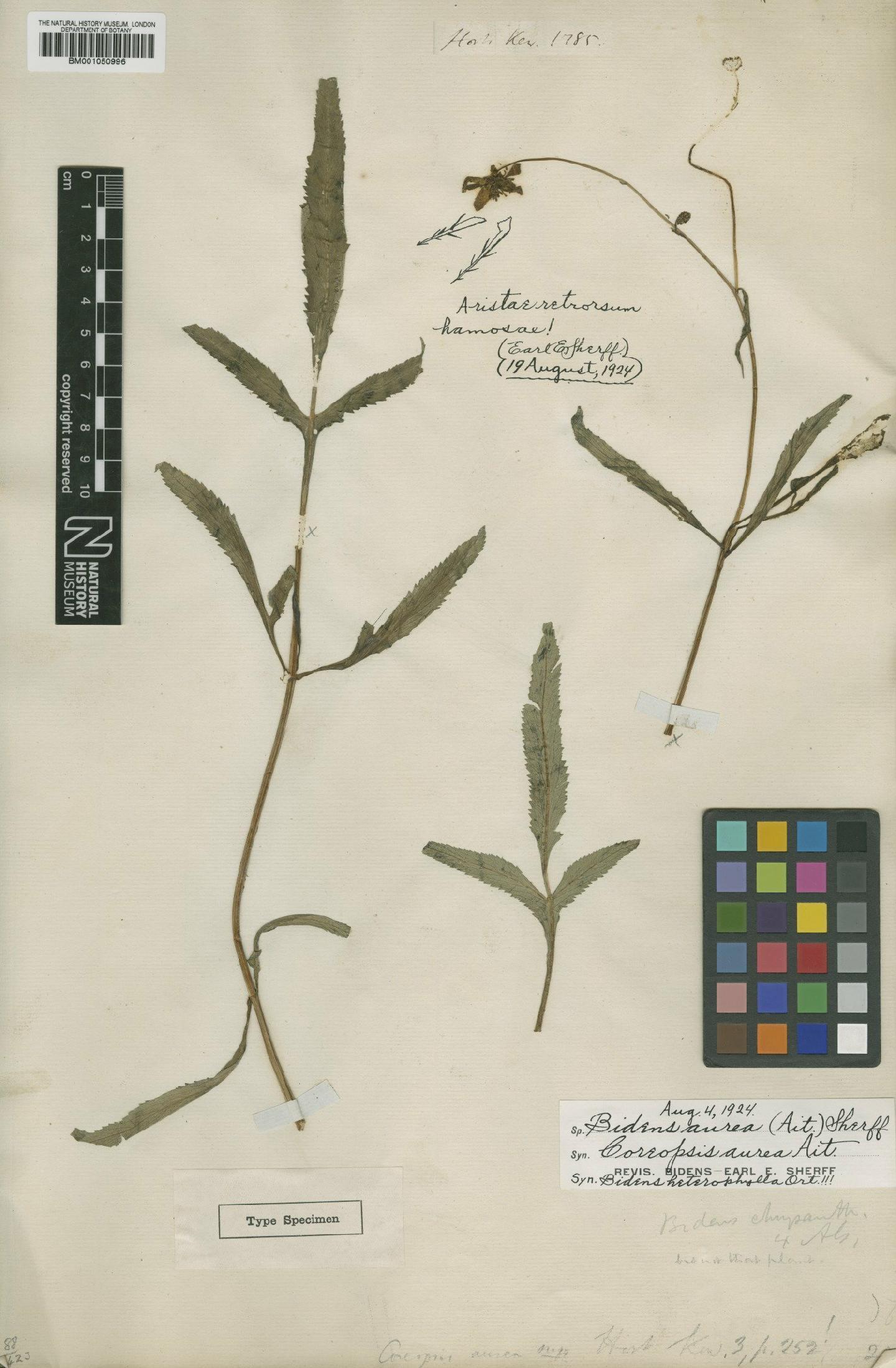 To NHMUK collection (Bidens aurea (Aiton) Sherff; Type; NHMUK:ecatalogue:2414341)