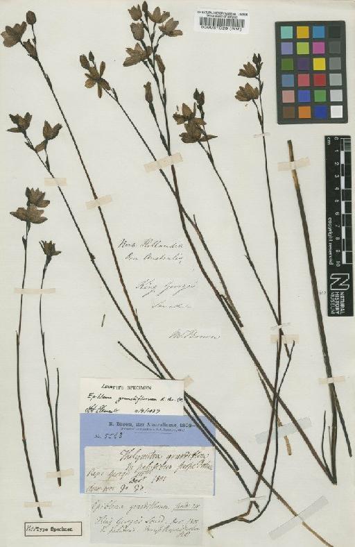 Epiblema grandiflorum R.Br. - BM000051329