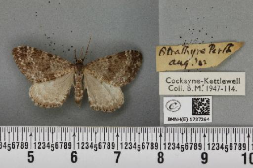 Entephria caesiata caesiata (Denis & Schiffermüller, 1775) - BMNHE_1737264_319832