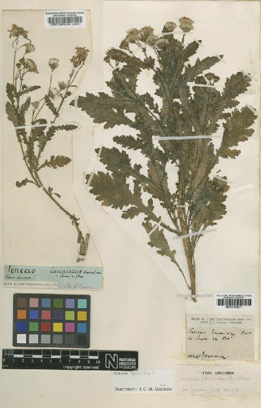 Senecio squalidus L. - BM001042971