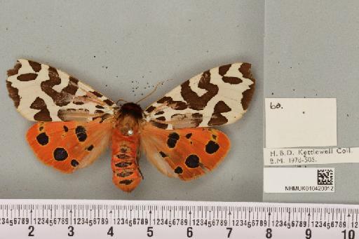 Arctia caja (Linnaeus, 1758) - NHMUK_010420012_a_532998