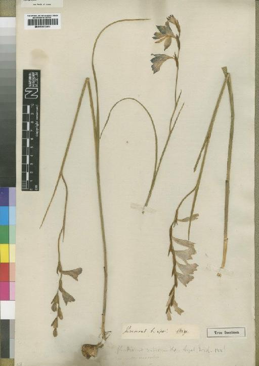 Gladiolus laccatus Jacq. - BM000922057
