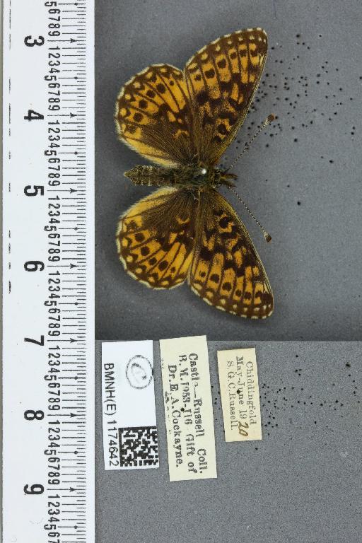 Boloria selene selene ab. berolinensis Reuss, 1916 - BMNHE_1174642_30190