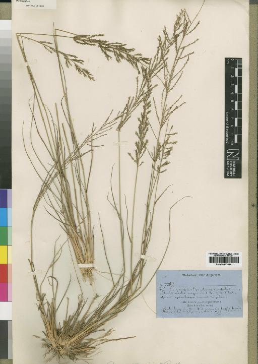 Pogonarthria falcata Rendle - BM000923039