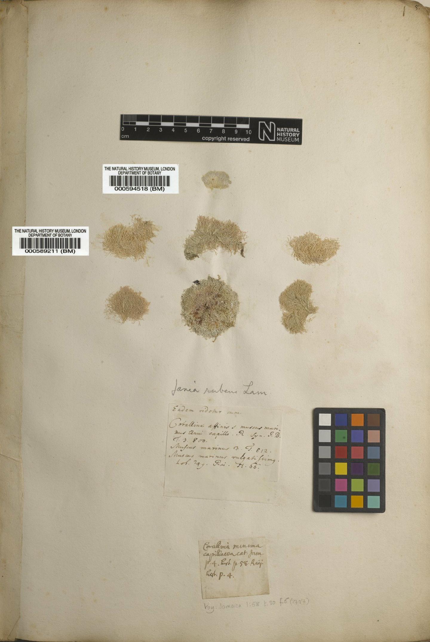 To NHMUK collection (Corallina rubens L.; NHMUK:ecatalogue:4708142)