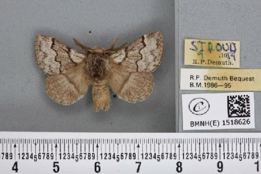 Trichiura crataegi (Linnaeus, 1758) - BMNHE_1518626_202267