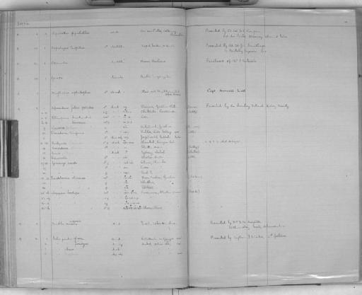 Crocidura kingiana - Zoology Accessions Register: Mammals: 1921 - 1929: page 181