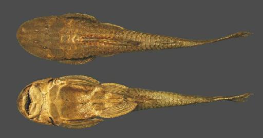 Plecostomus cordovae Günther, 1880 - Plecostomus  cordovae