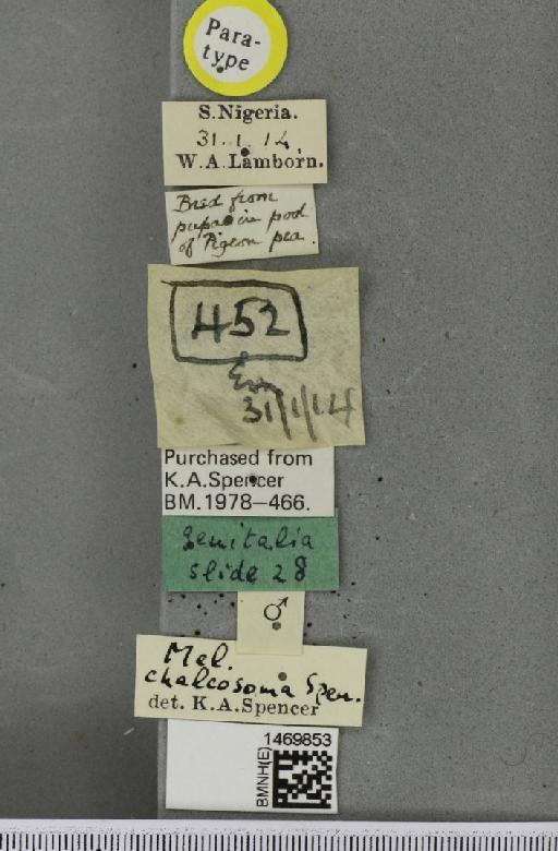 Melanagromyza chalcosoma Spencer, 1959 - BMNHE_1469853_label_45012