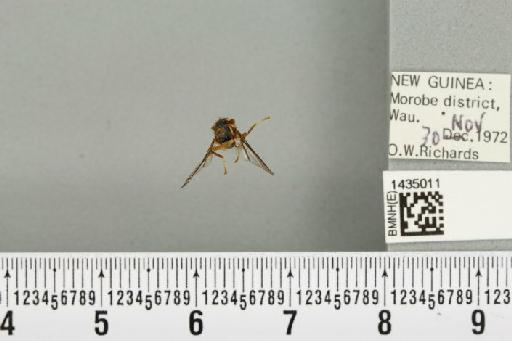 Bactrocera (Bactrocera) bryoniae (Tryon, 1927) - BMNHE_1435011_28421