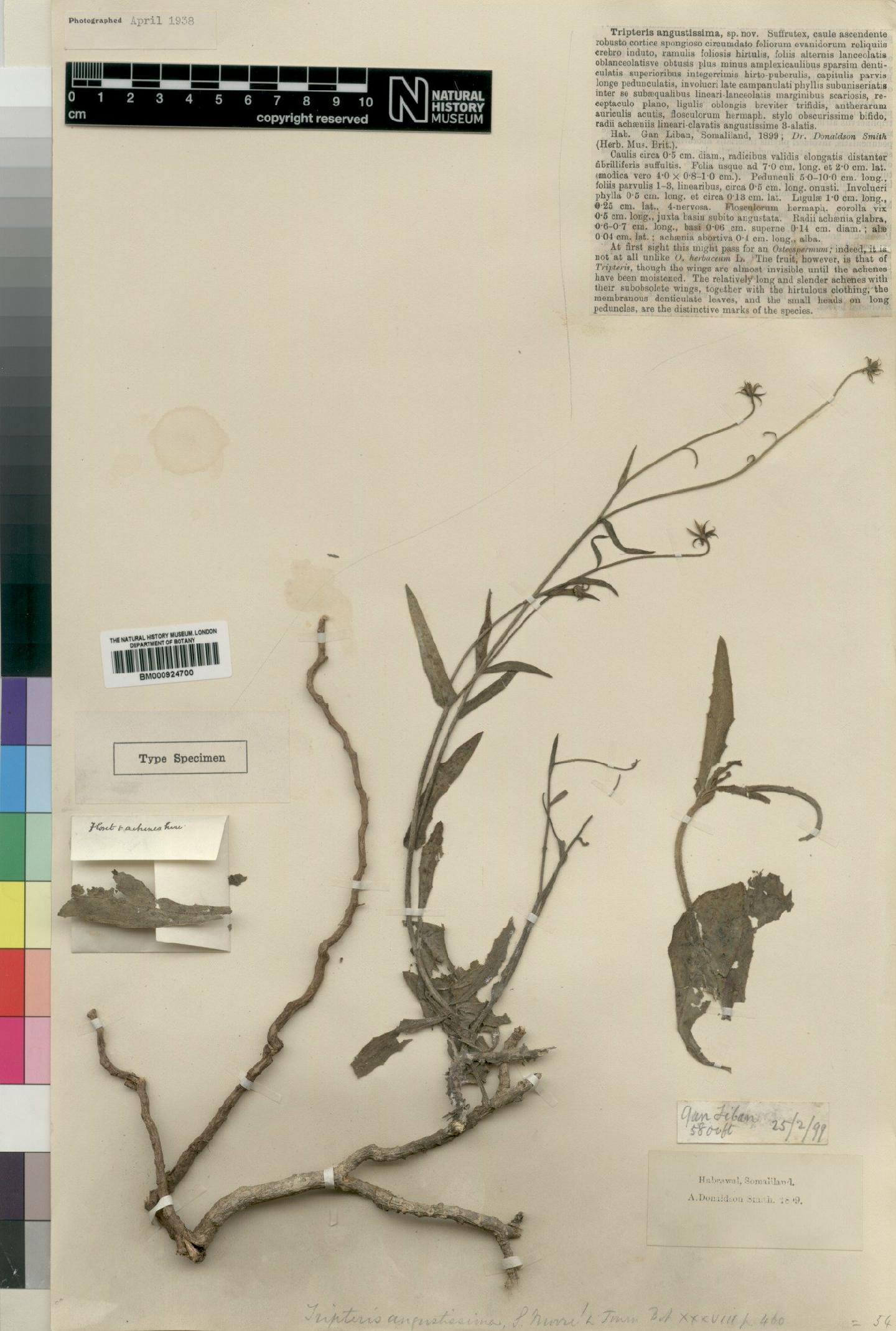 To NHMUK collection (Osteospermum vaillantii (Decne.) Norl; Type; NHMUK:ecatalogue:4553317)