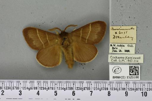 Macrothylacia rubi (Linnaeus, 1758) - BMNHE_1525500_196131