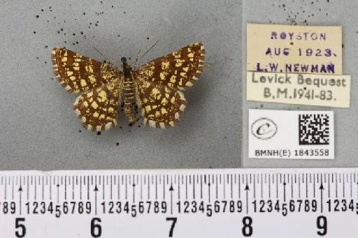 Chiasmia clathrata clathrata (Linnaeus, 1758) - BMNHE_1843558_423889