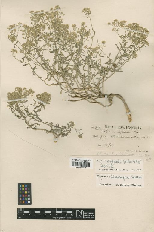 Alyssum argenteum All - BM000750139