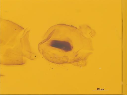 Neoaphelomera armata (Freeman, 1951) - 010626476_Neoaphelomera_armata_HT_BMNH257940_MG