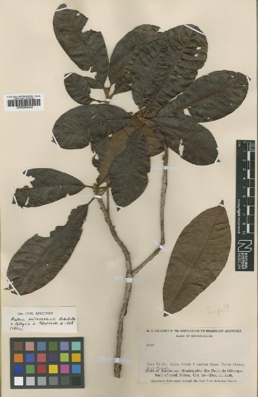 Pouteria hispida Eyma - BM000952552