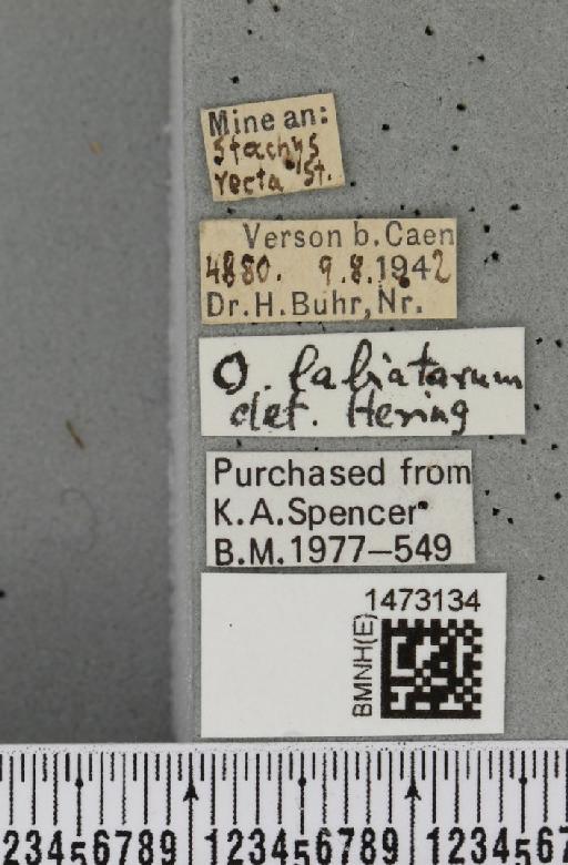 Ophiomyia labiatarum Hering, 1937 - BMNHE_1473134_label_47464