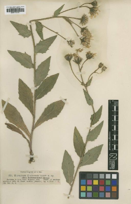Hieracium valdepilosum subsp. grabowskianum (Nägeli & Peter) Zahn - BM001050721